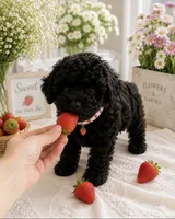 Rutgers, a male Poodle - Toy  for sale in Brewster, NY – 4 of 4