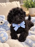 Cane , a male Poodle - Toy  for sale in Brewster, NY – 1 of 3