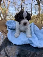 Frankie , a male Lagotto Romagnolo for sale in Brewster, NY – 4 of 4