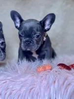 Lucy, a female French Bulldog for sale in Brewster, NY – Photo 4 of 5