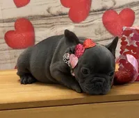 Lucy, a female French Bulldog for sale in Brewster, NY – Photo 3 of 5