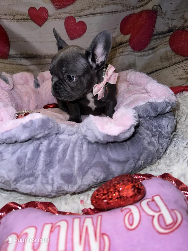 Lucy, a female French Bulldog for sale in Brewster, NY – Photo 1 of 5
