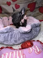 Lucy, a female French Bulldog for sale in Brewster, NY – Photo 1 of 5