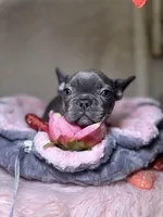 Lucy, a female French Bulldog for sale in Brewster, NY – Photo 5 of 5