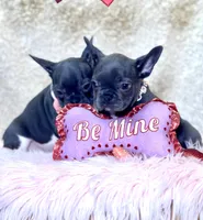 Lucy, a female French Bulldog for sale in Brewster, NY – Photo 2 of 5