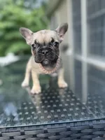 Bernie, a male French Bulldog for sale in Brewster, NY – Photo 4 of 5