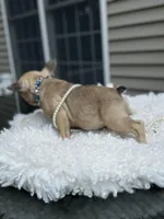 Bernie, a male French Bulldog for sale in Brewster, NY – Photo 3 of 5