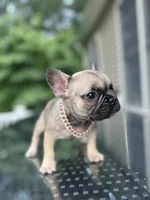 Bernie, a male French Bulldog for sale in Brewster, NY – Photo 5 of 5