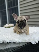 Bernie, a male French Bulldog for sale in Brewster, NY – Photo 1 of 5