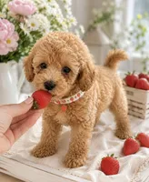 Peter , a male Poodle - Toy  for sale in Brewster, NY – 3 of 3