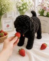 Rutgers, a male Poodle - Toy  for sale in Brewster, NY – 1 of 4