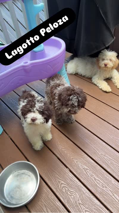 Frankie , a male Lagotto Romagnolo for sale in Brewster, NY – 8 of 8
