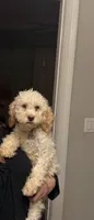 Maple , a female Lagotto Romagnolo for sale in Brewster, NY – 2 of 4