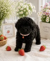 Rutgers, a male Poodle - Toy  for sale in Brewster, NY – 3 of 4