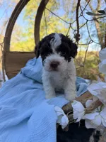 Frankie , a male Lagotto Romagnolo for sale in Brewster, NY – 3 of 4