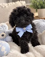 Cane , a male Poodle - Toy  for sale in Brewster, NY – 3 of 3