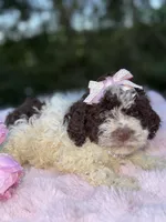 Nicolette, a female Lagotto Romagnolo for sale in Brewster, NY – Photo 3 of 3
