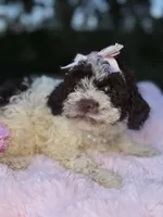 Nicolette, a female Lagotto Romagnolo for sale in Brewster, NY – Photo 1 of 3