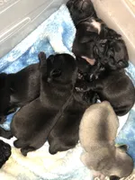 Sofie, a female Pug for sale in Brewster, NY – 3 of 6