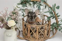 Leo, a male French Bulldog for sale in Brewster, NY – Photo 4 of 4