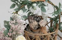 Leo, a male French Bulldog for sale in Brewster, NY – Photo 2 of 4