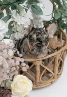 Leo, a male French Bulldog for sale in Brewster, NY – Photo 1 of 4