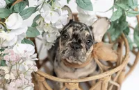 Leo, a male French Bulldog for sale in Brewster, NY – Photo 3 of 4