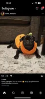 Sofie, a female Pug for sale in Brewster, NY – 6 of 6