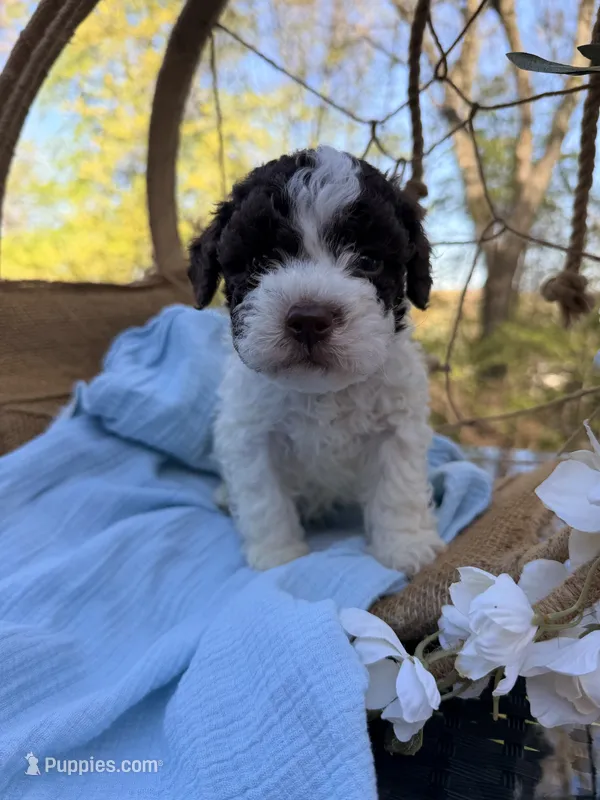 Frankie  – Lagotto Romagnolo puppy for sale in Brewster, NY