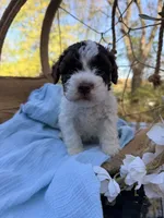 Frankie , a male Lagotto Romagnolo for sale in Brewster, NY – 1 of 4