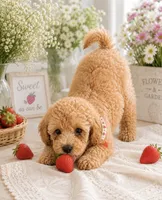 Peter , a male Poodle - Toy  for sale in Brewster, NY – 2 of 3