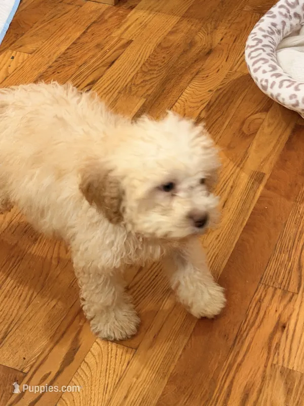 Maple  – Lagotto Romagnolo puppy for sale in Brewster, NY