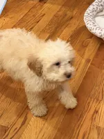 Maple , a female Lagotto Romagnolo for sale in Brewster, NY – 1 of 4