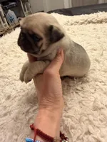 Chester , a male Pug for sale in Brewster, NY – Photo 3 of 3