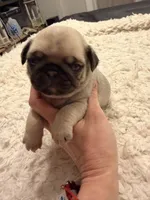 Chester , a male Pug for sale in Brewster, NY – Photo 2 of 3