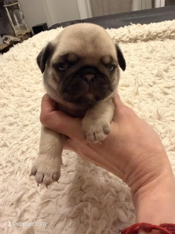 Chester , a male Pug for sale in Brewster, NY – Photo 1 of 3