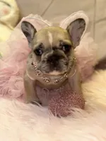 Charley, a female French Bulldog for sale in Brewster, NY – Photo 2 of 2