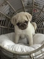 Leo, a male Pug for sale in Brewster, NY – Photo 1 of 2