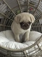 Leo, a male Pug for sale in Brewster, NY – Photo 2 of 2