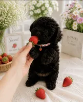Rutgers, a male Poodle - Toy  for sale in Brewster, NY – 2 of 4