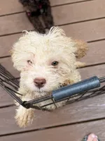 Maple , a female Lagotto Romagnolo for sale in Brewster, NY – 3 of 4