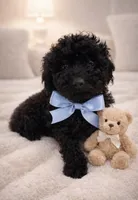 processed/3e2a18da-4cb8-4ba1-b280-bc1302c91d9e/listing/d203f498-8128-4753-ba8b-b94ab59a3352/12c58589-7374-4a3c-835c-46e00b9440c8