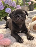 Sofie, a female Pug for sale in Brewster, NY – 1 of 6