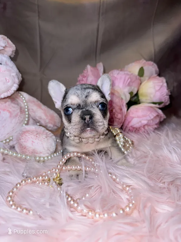 MIA, a female French Bulldog for sale in Brewster, NY – Photo 1 of 3