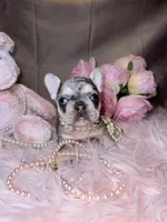 MIA, a female French Bulldog for sale in Brewster, NY – Photo 1 of 3