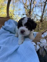 Frankie , a male Lagotto Romagnolo for sale in Brewster, NY – 2 of 4
