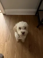 Maple , a female Lagotto Romagnolo for sale in Brewster, NY – 4 of 4