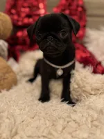 Noel, a female Pug for sale in Brewster, NY – Photo 1 of 2