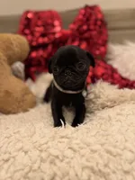 Noel, a female Pug for sale in Brewster, NY – Photo 2 of 2