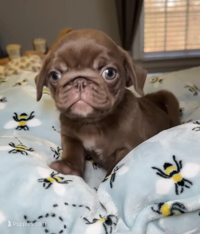 Chocolate pug female Mishka – Pug puppy for sale in Brewster, NY